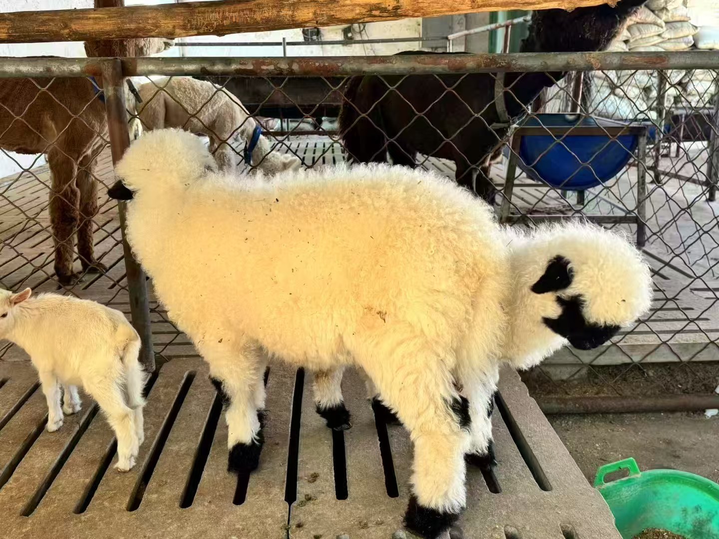 羊駝出租現(xiàn)貨促銷