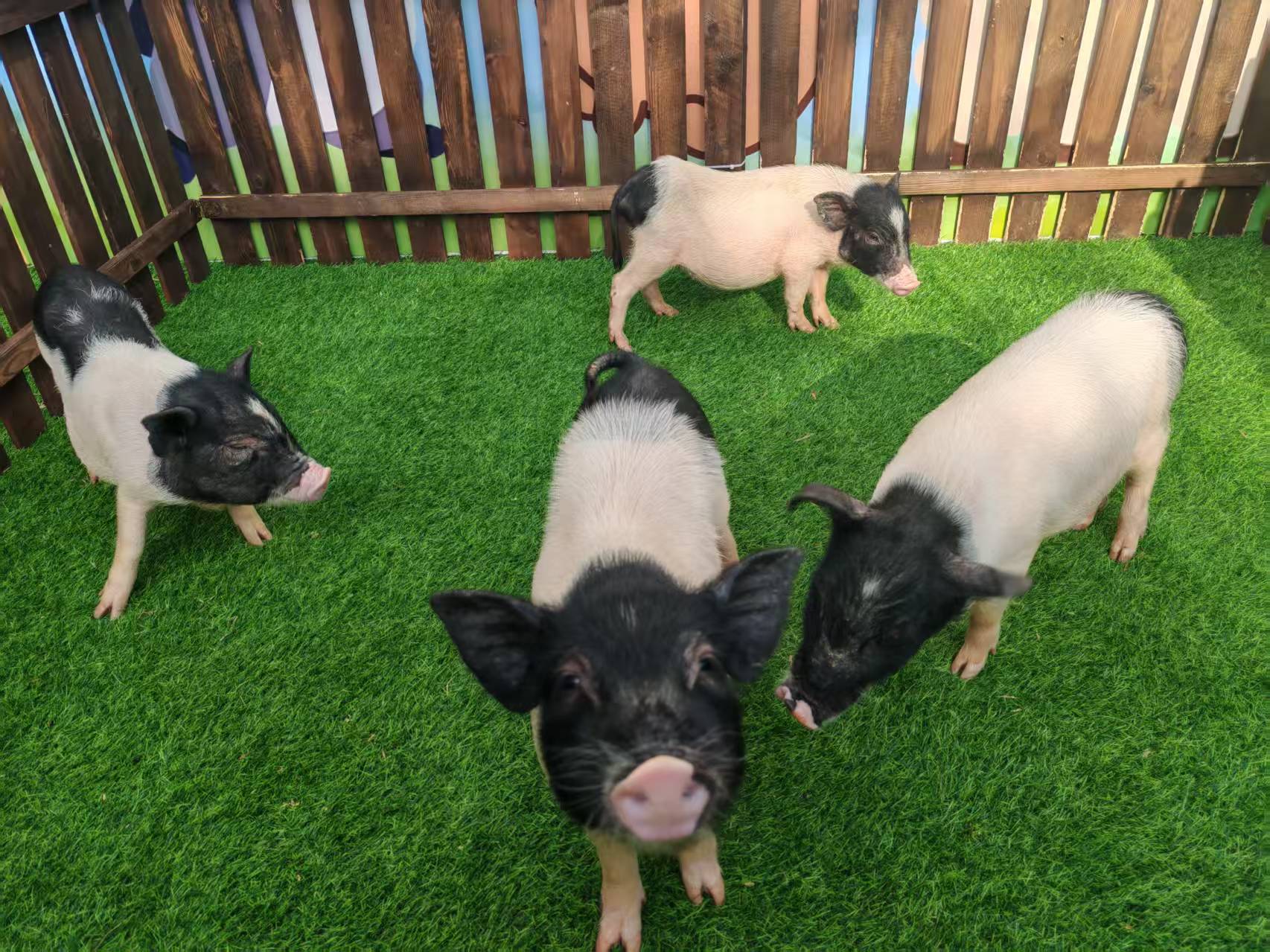 熱賣羊駝出租-實體廠家