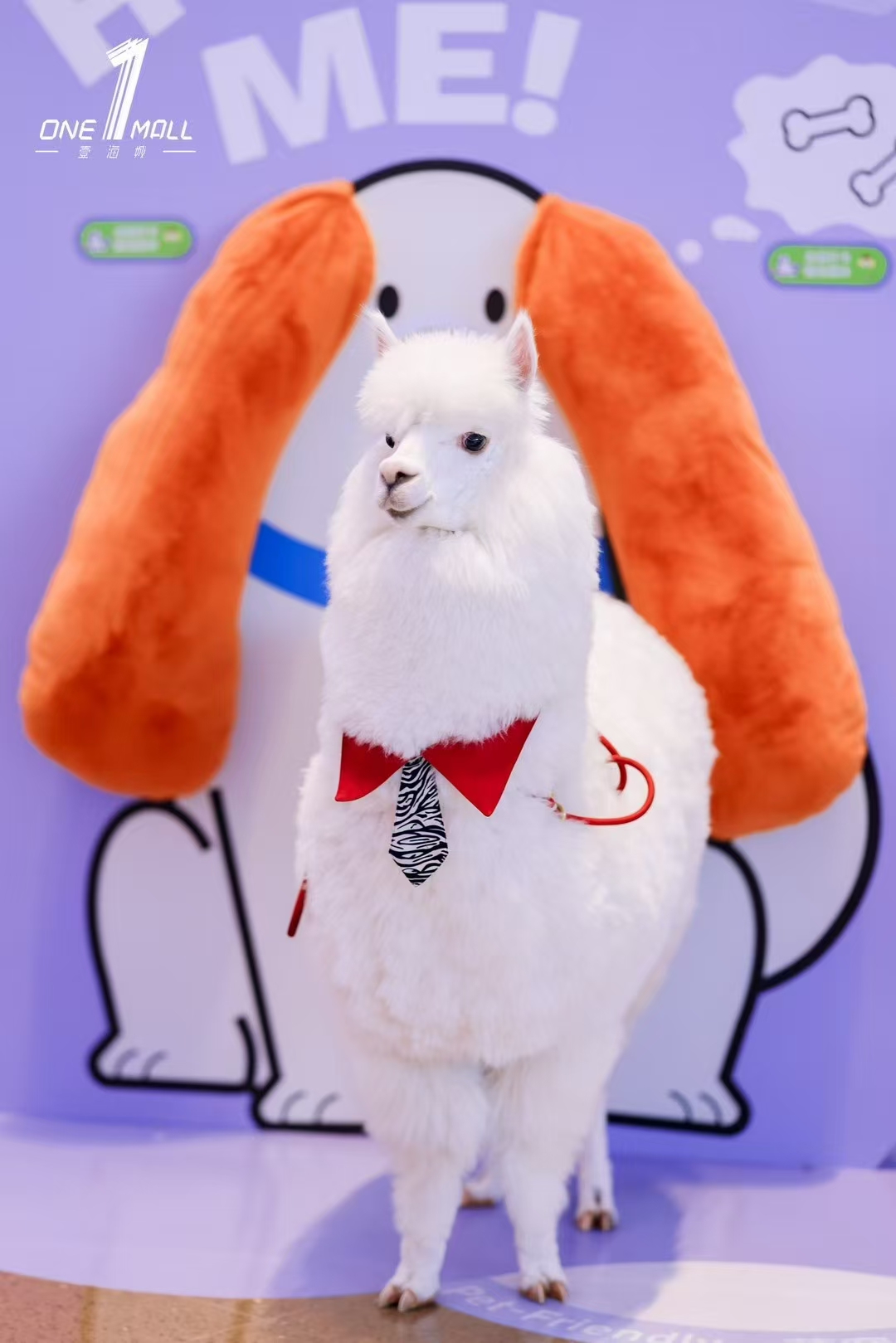 廣東羊駝出租就是好