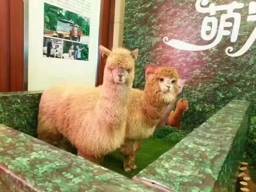 商場暖場活動(dòng)廠家-