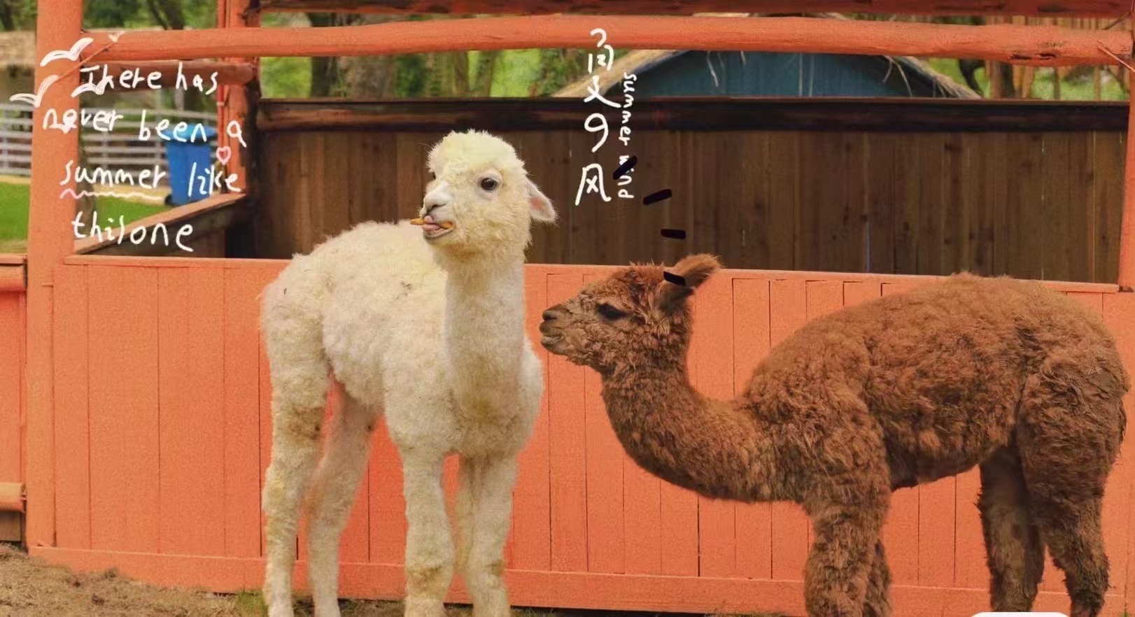 景區(qū)活動-質(zhì)量可靠