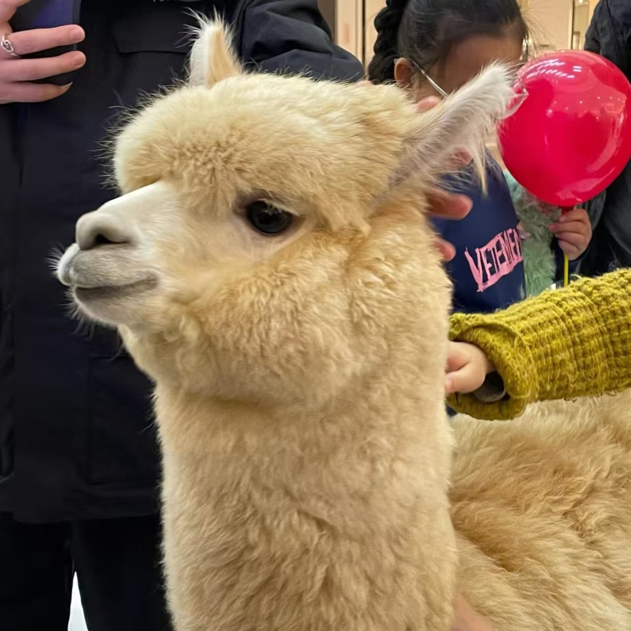 菏澤定陶萌寵出租價(jià)格美麗