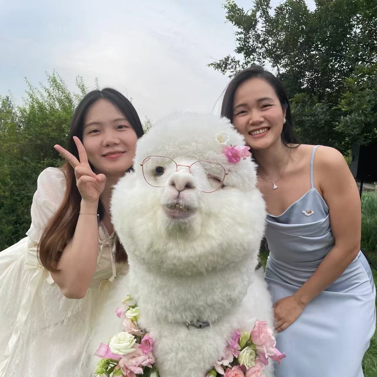 成都矮馬出租報(bào)價(jià)