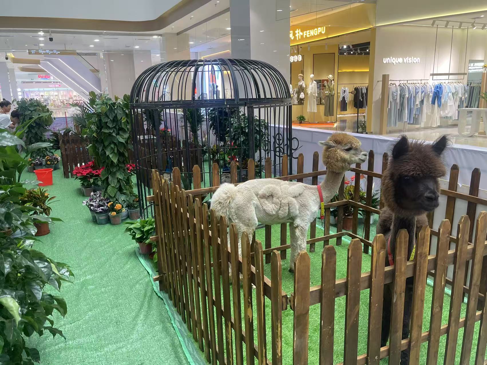 齊齊哈爾建華優(yōu)惠的小萌寵出租