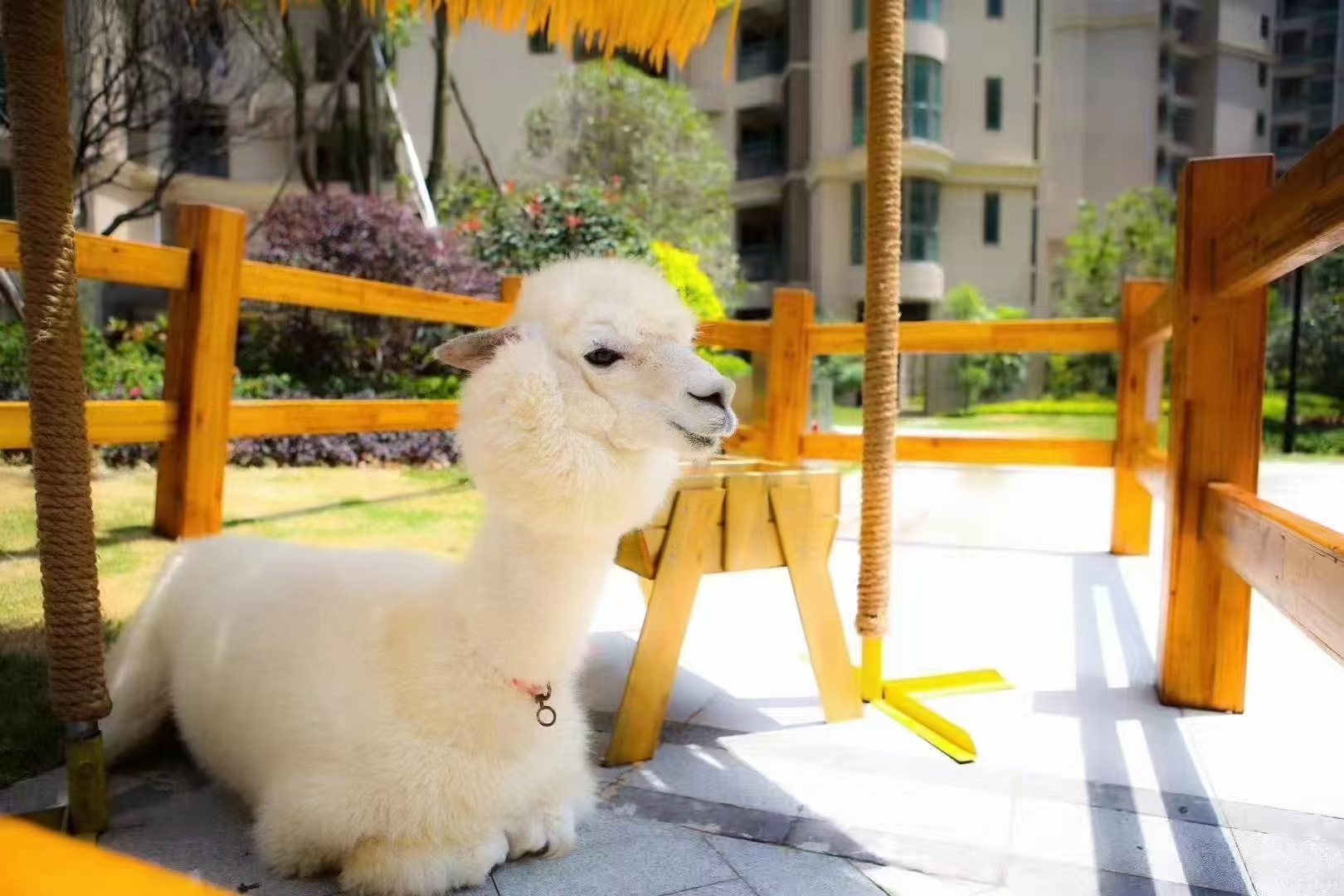 阿里革吉萌寵出租廠家現(xiàn)貨直銷