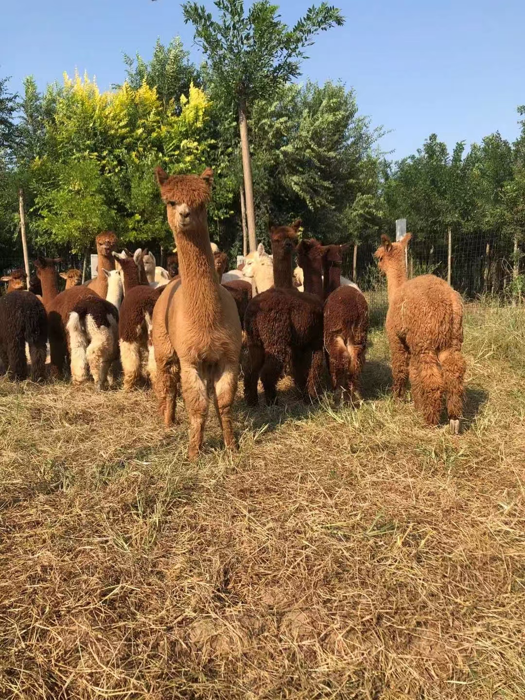 商場暖場活動(dòng)廠家-