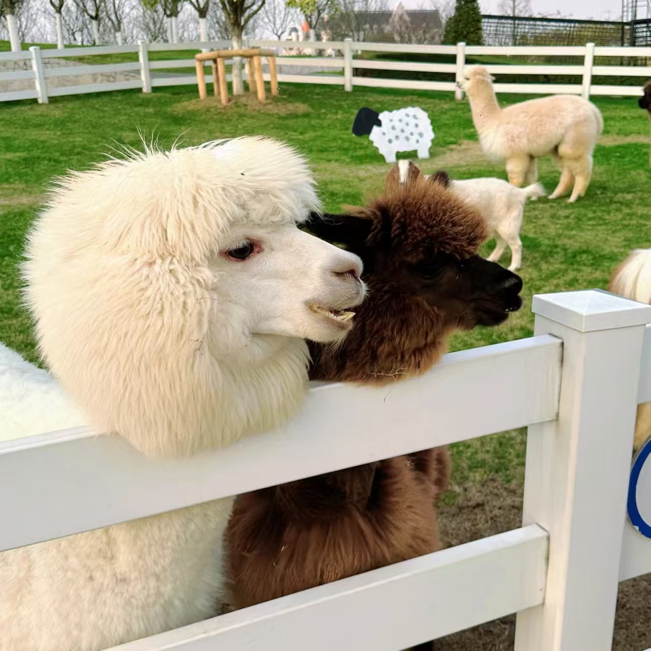 景區(qū)活動-質(zhì)量可靠