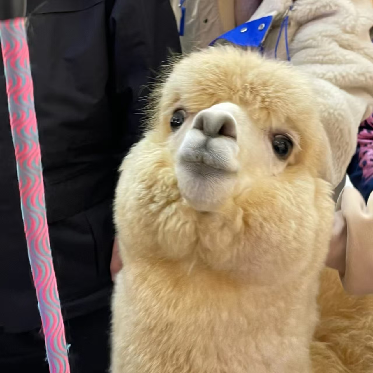 矮馬出租如何購買