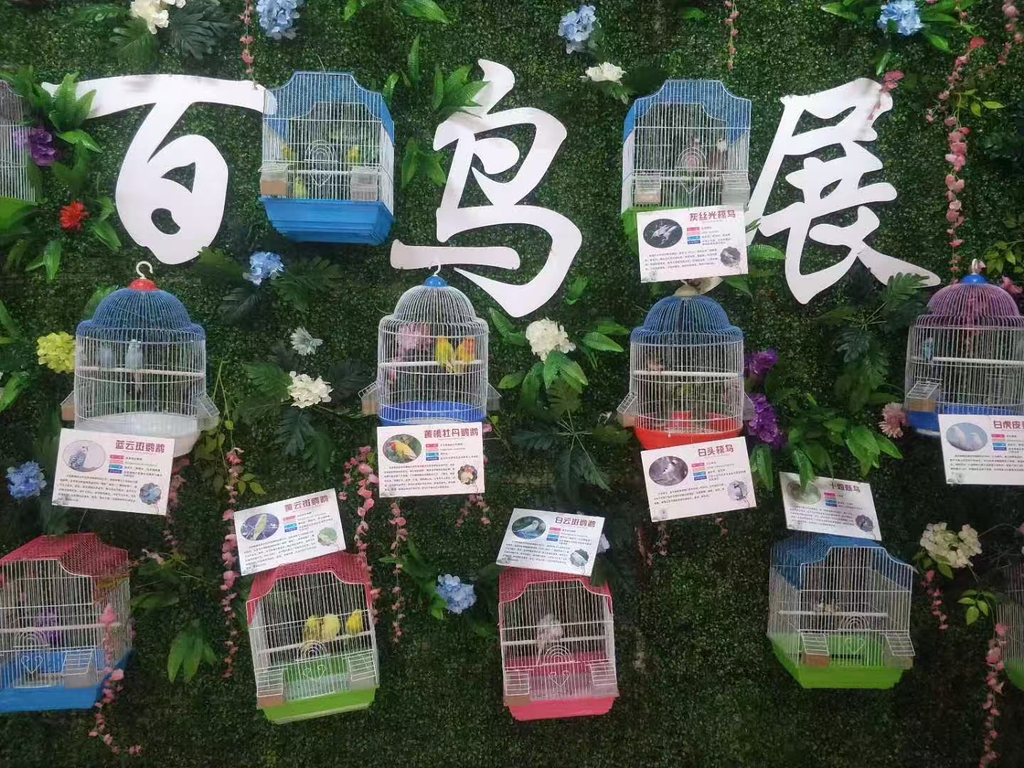 寧德屏南梅花鹿出租廠商