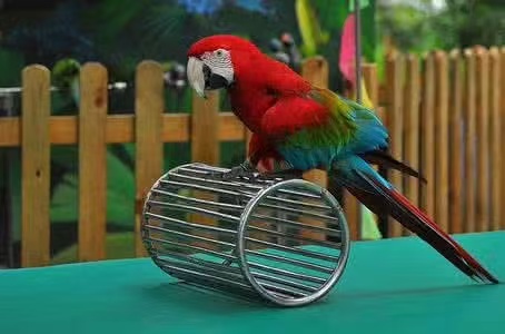 錦州凌河矮馬出租源頭工廠