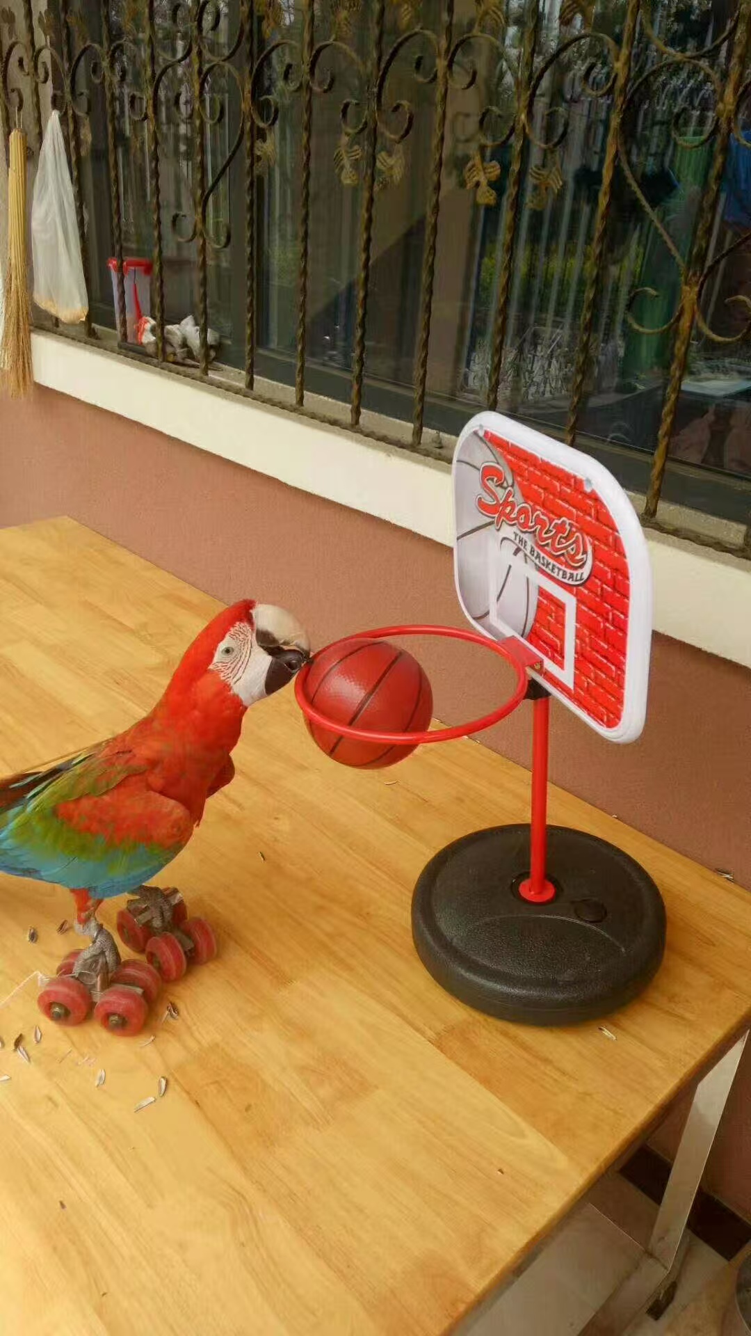 大理洱源矮馬出租廠家——十余年更專業(yè)