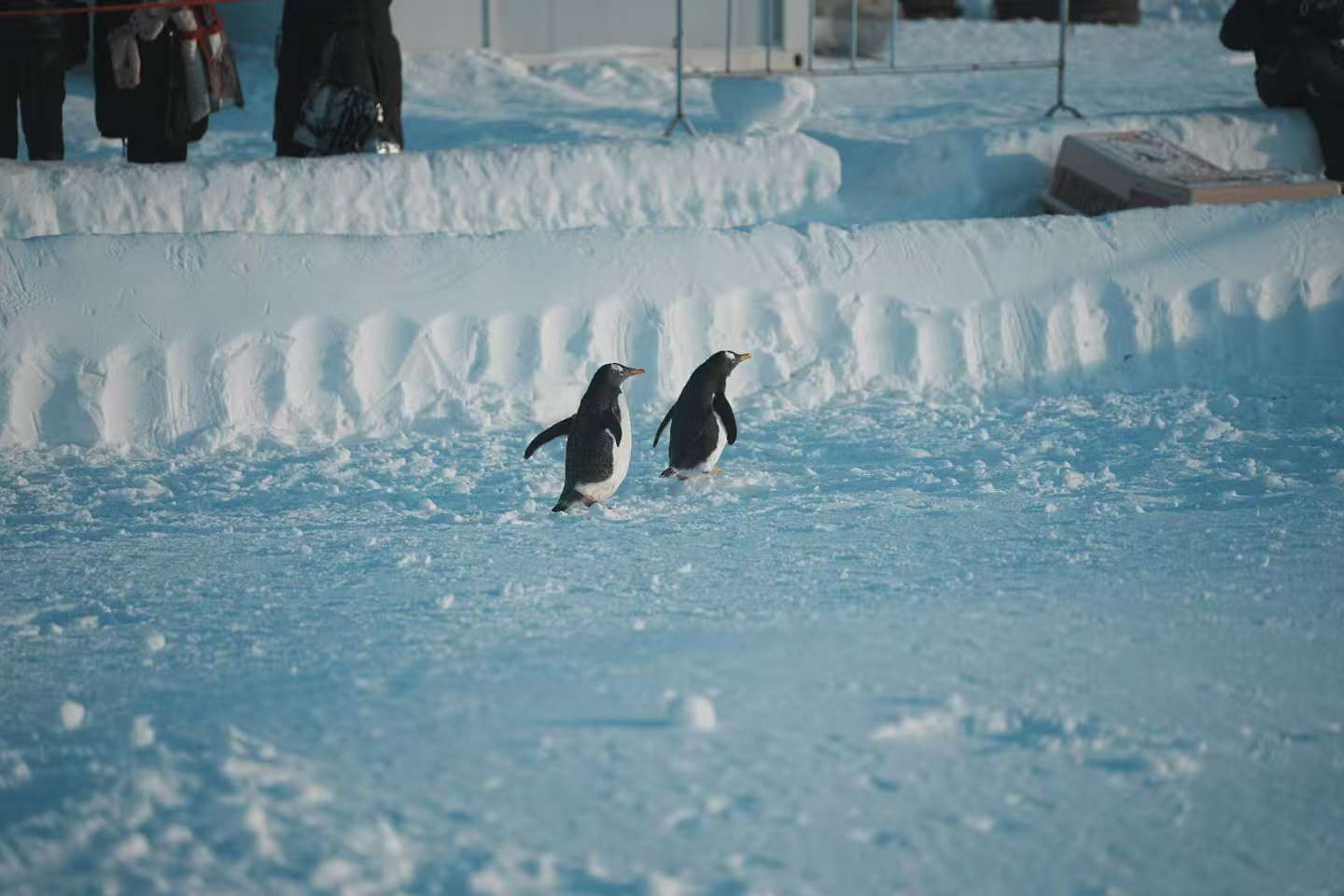 優(yōu)選：張家口崇禮巴布亞企鵝企業(yè)