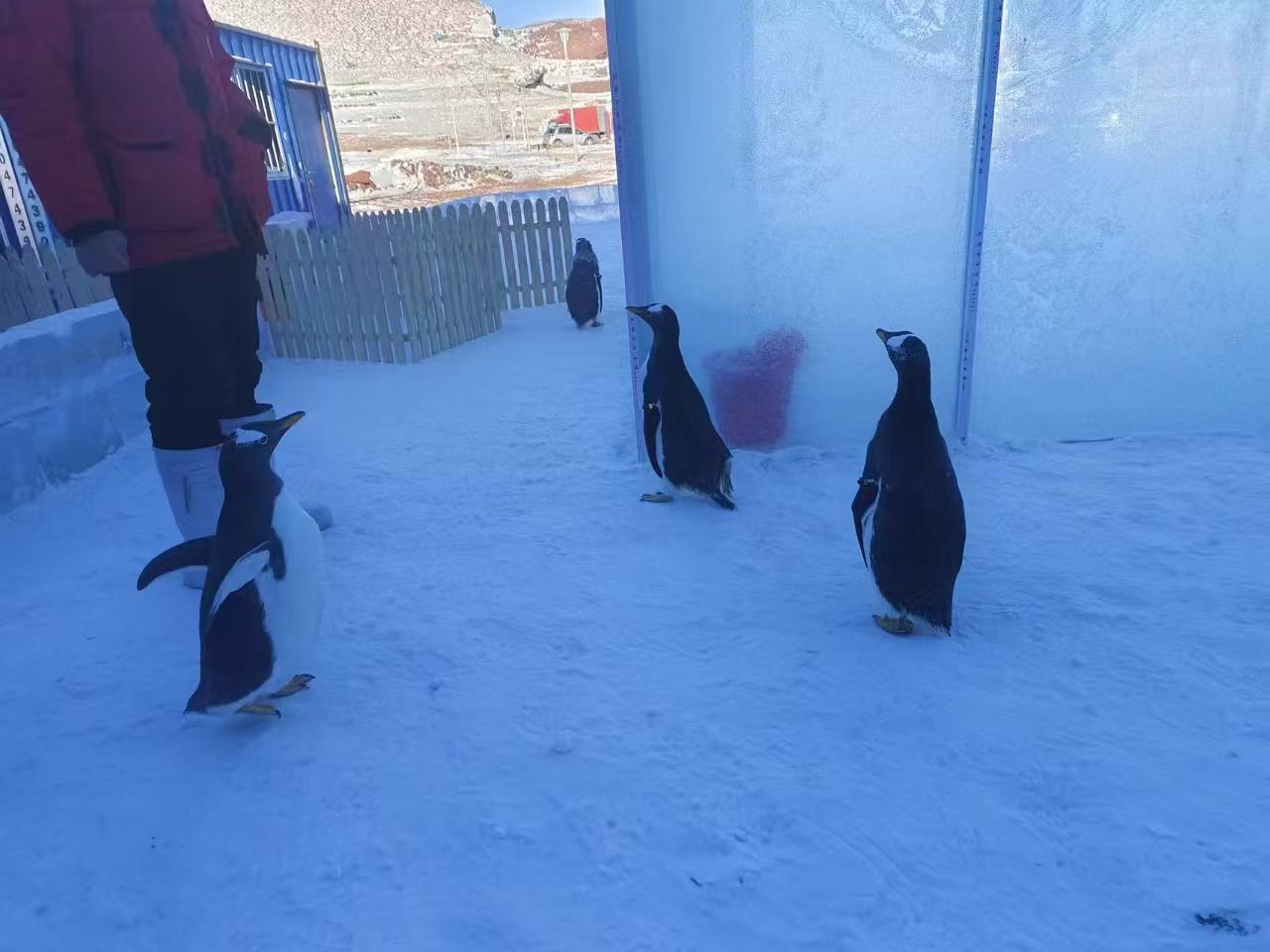 優(yōu)選:南京高淳企鵝展覽企業(yè)