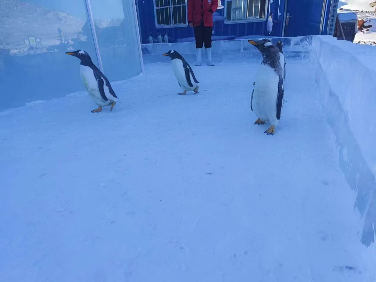 南平延平批發(fā)企鵝出租_誠信企業(yè)