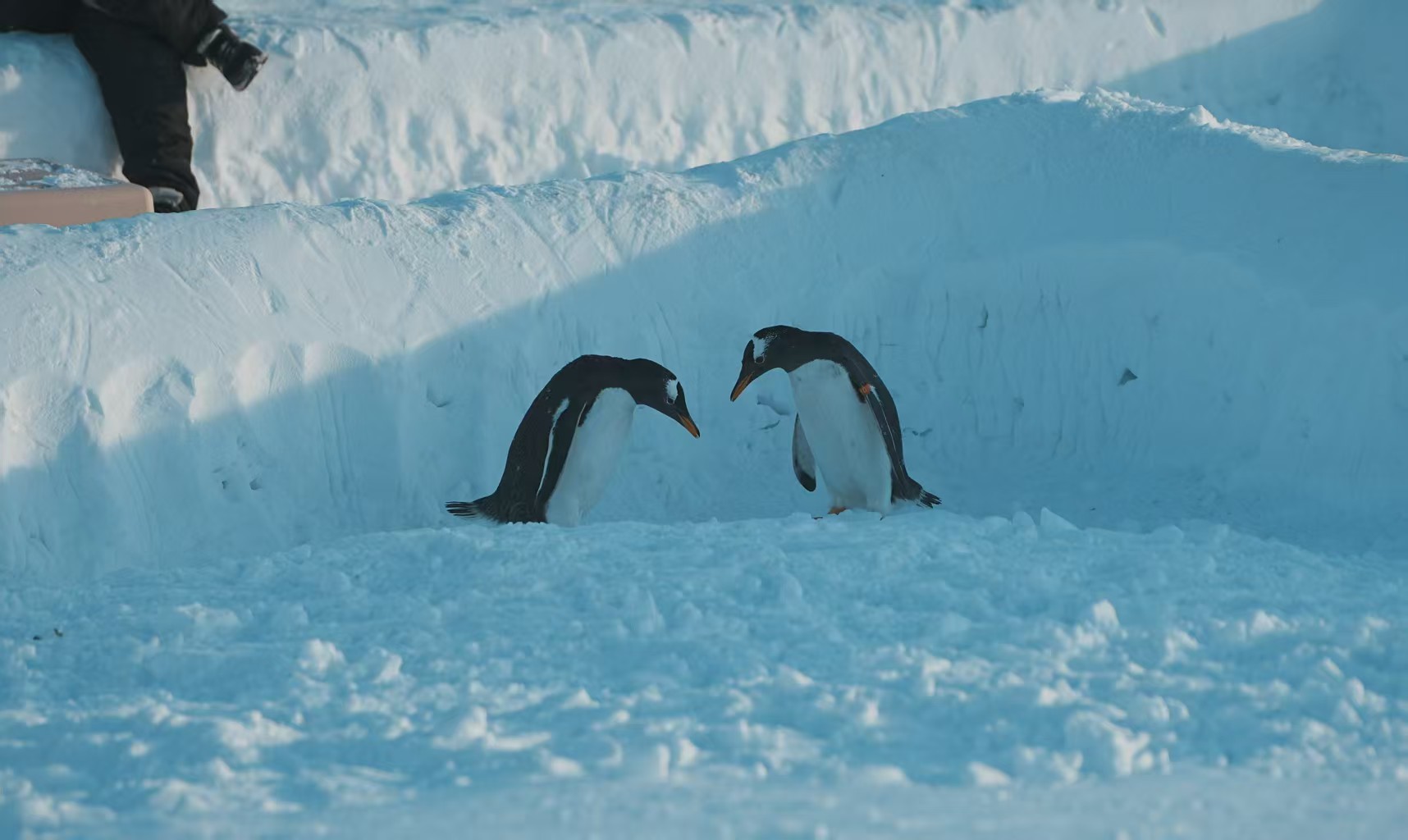 洛陽(yáng)伊川優(yōu)惠的企鵝展覽品牌廠家