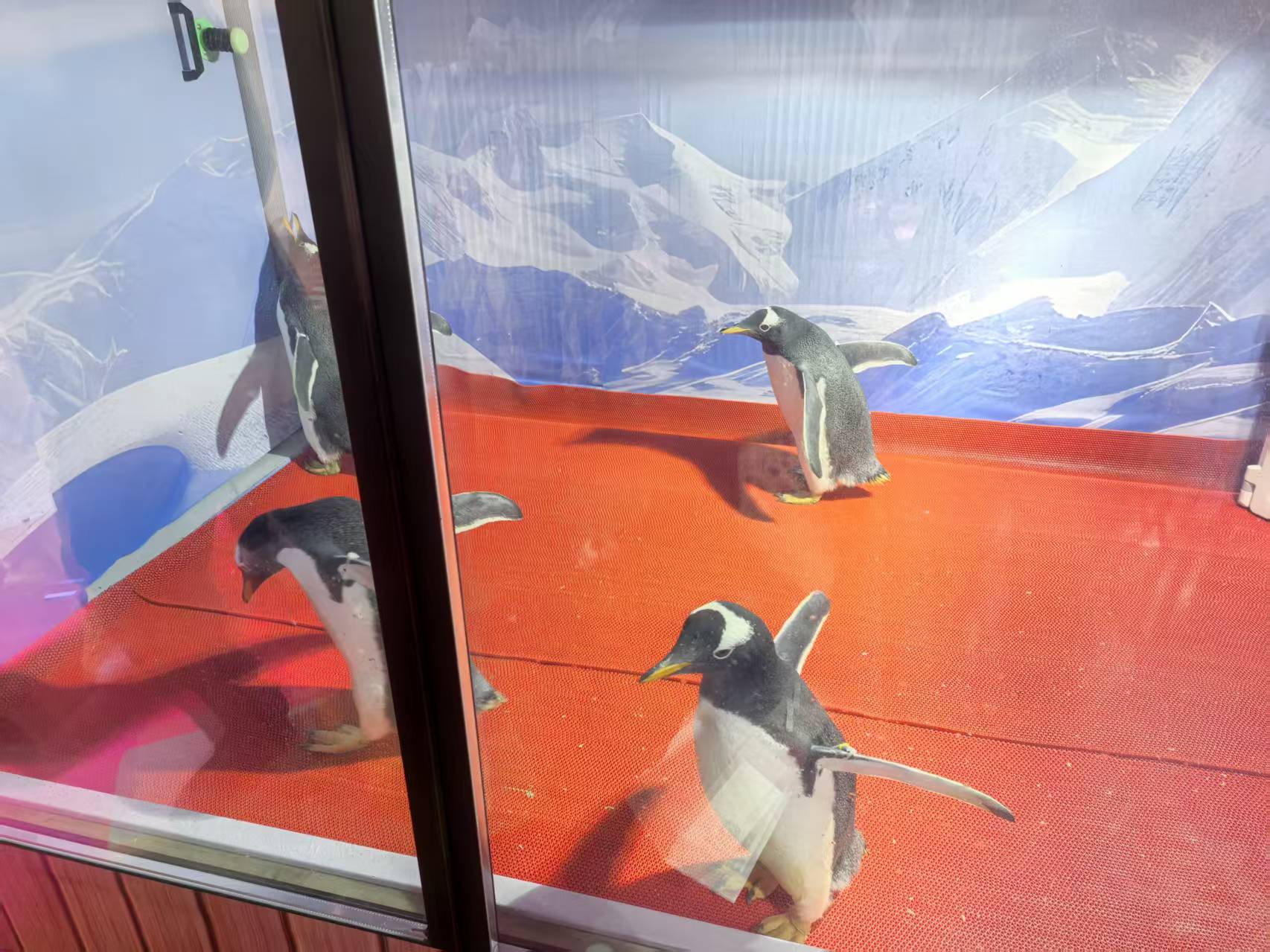 茂名信宜周邊帽帶企鵝廠家