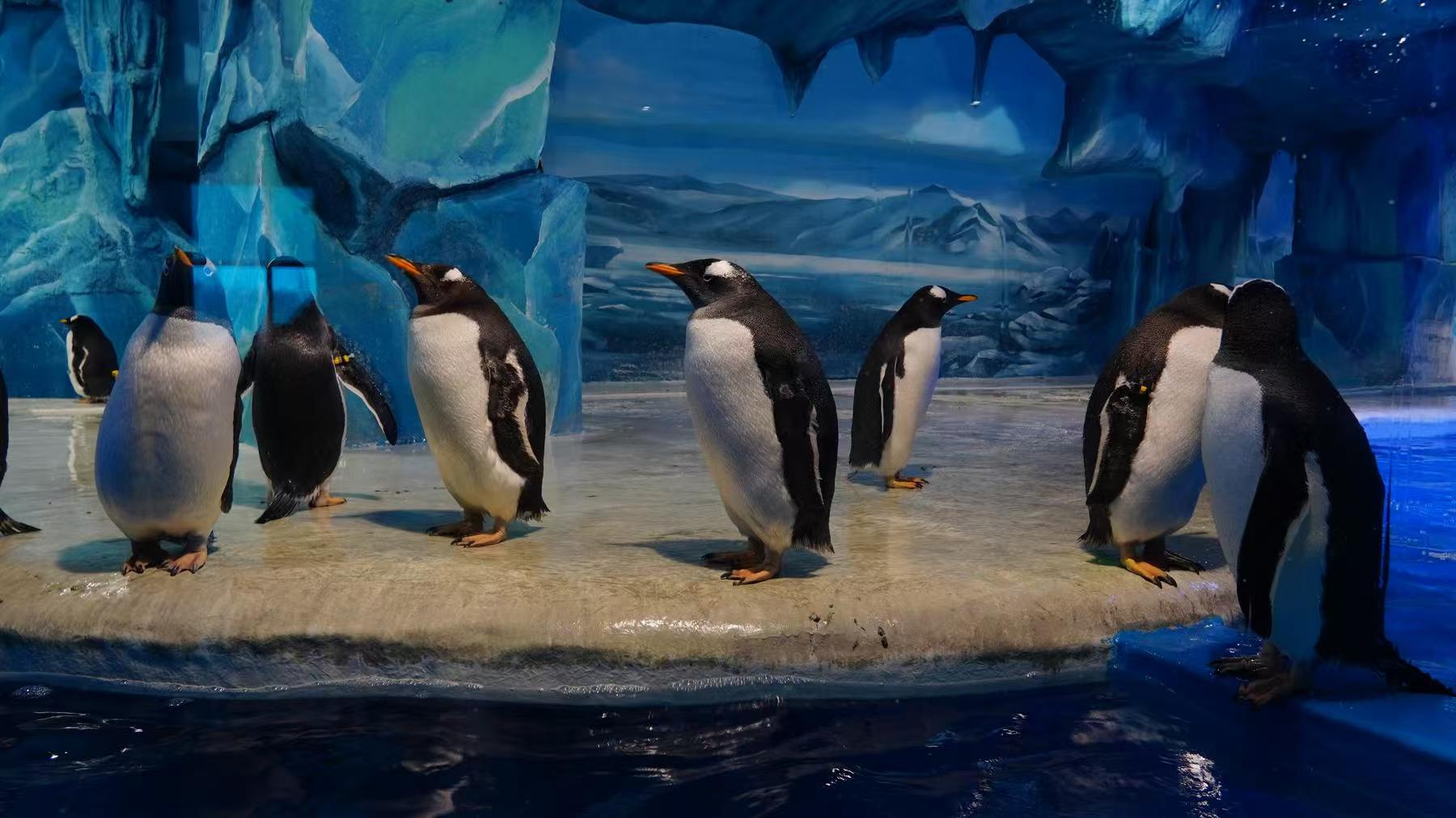 企鵝展覽-質(zhì)量可靠