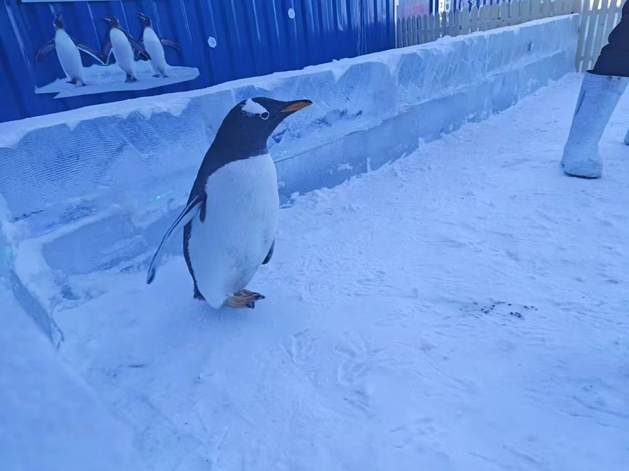 企鵝出租_多年生產(chǎn)經(jīng)驗(yàn)