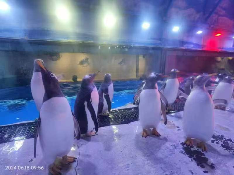 榆林橫山企鵝出租廠家量身定制