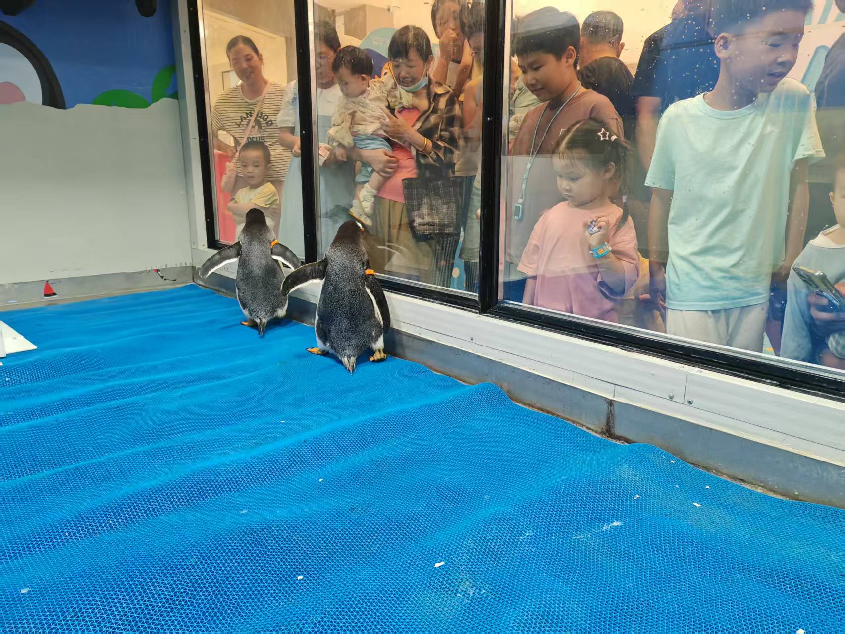 通化輝南企鵝展覽圖片