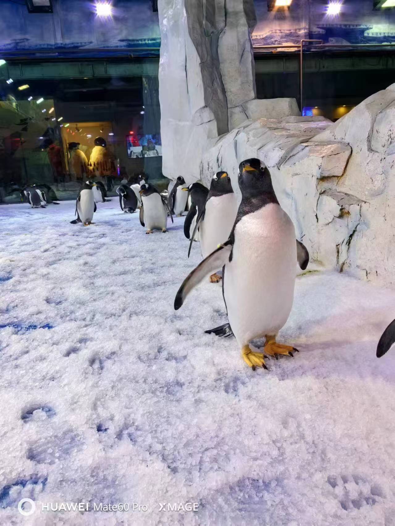 寶雞眉縣企鵝出租生產(chǎn)流程