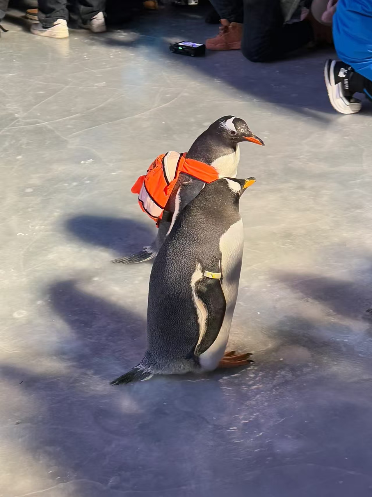 廠家直銷企鵝出租、可定制