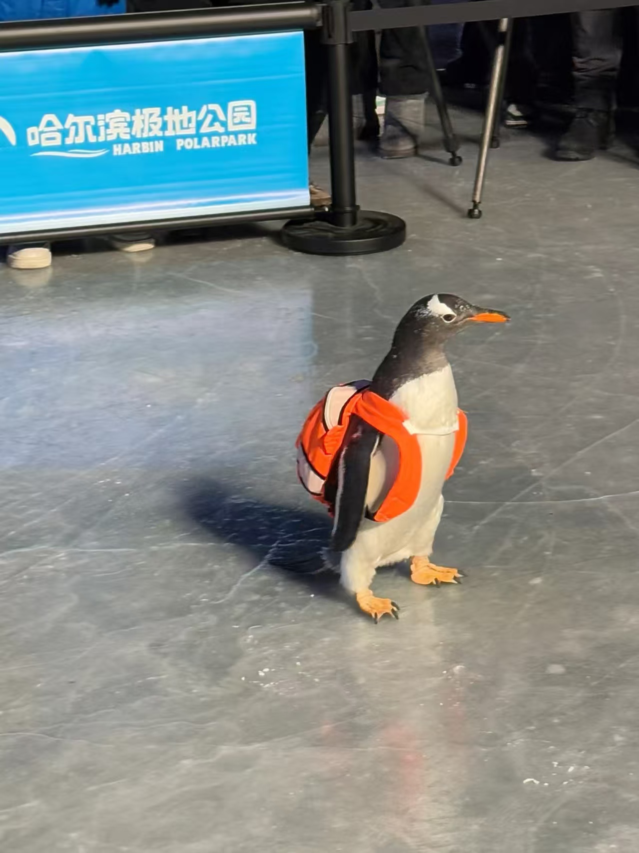 大連金州景區(qū)活動(dòng)貨到付款廠家