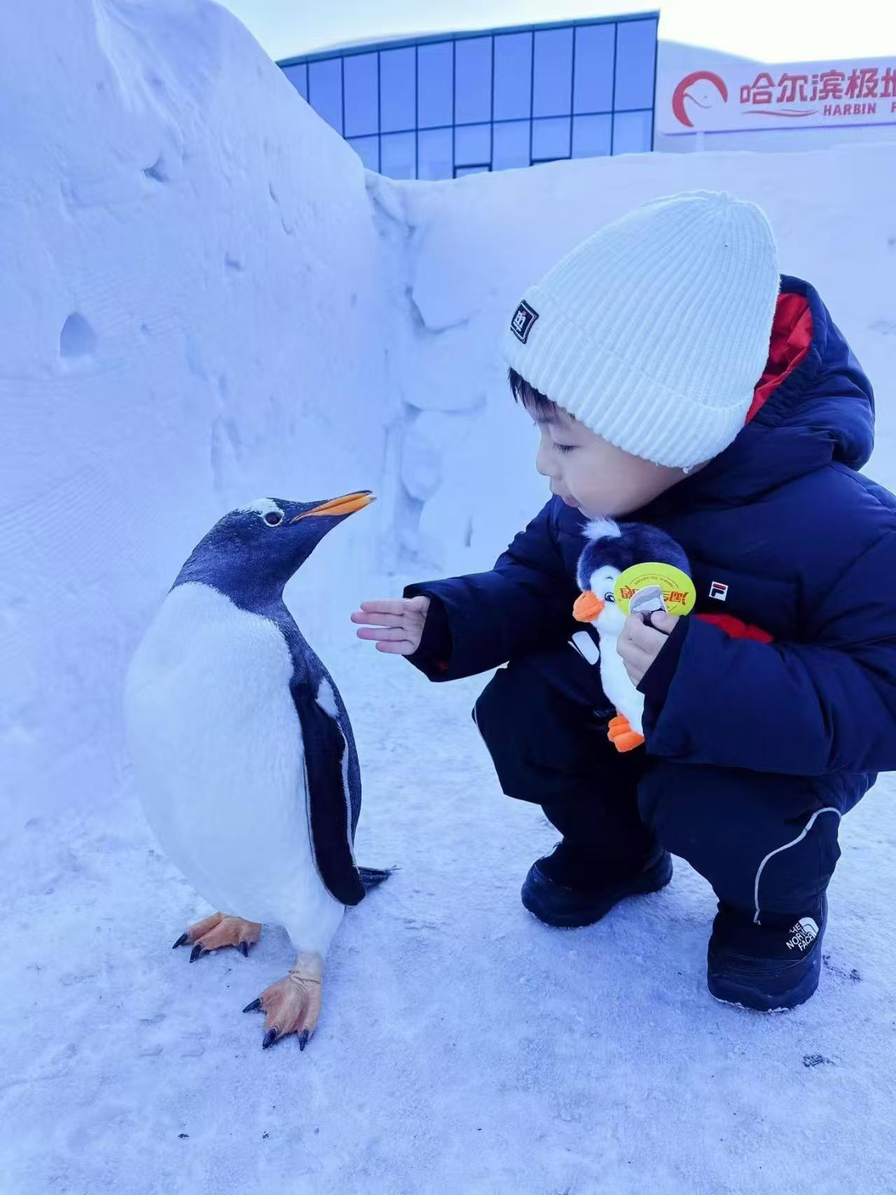 潮州服務周到的企鵝展覽廠家