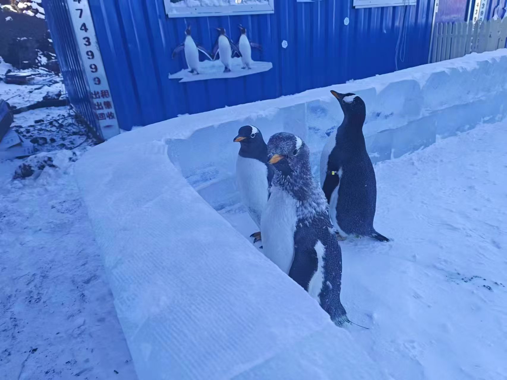 企鵝展覽廠家-發(fā)貨及時(shí)