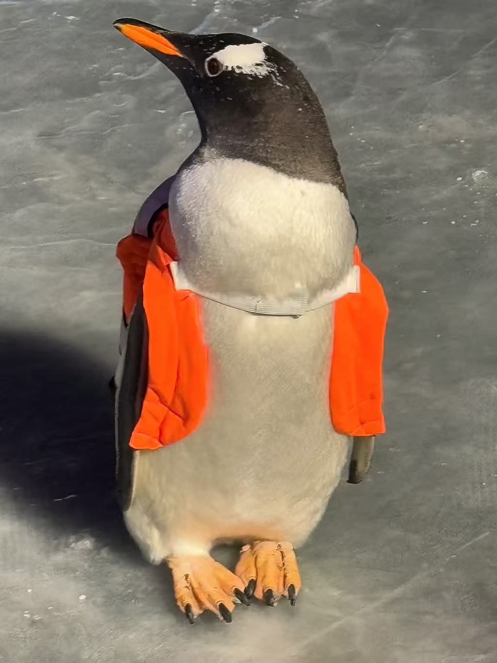 優(yōu)選:嘉興平湖企鵝展覽供應(yīng)商