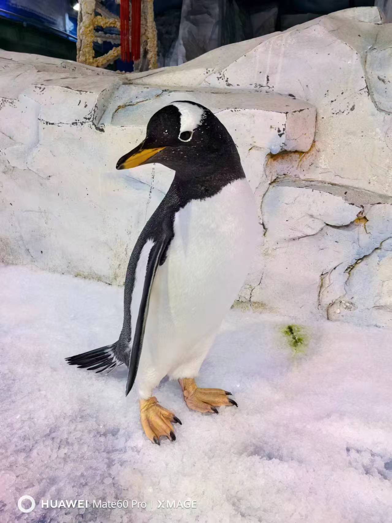 企鵝展覽更多詳情點擊