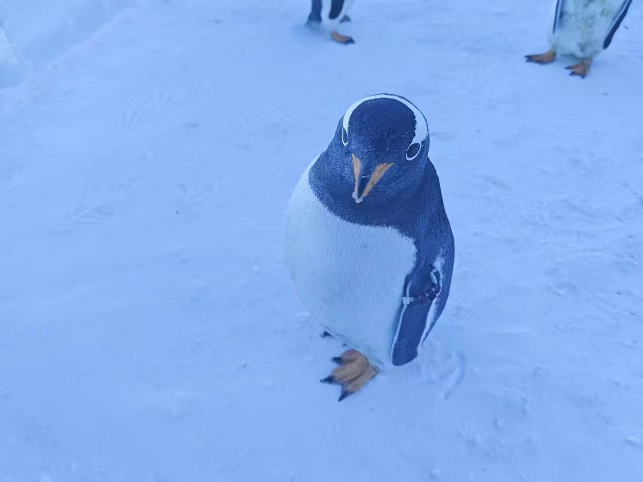 優(yōu)選:岳陽(yáng)湘陰巴布亞企鵝生產(chǎn)廠家