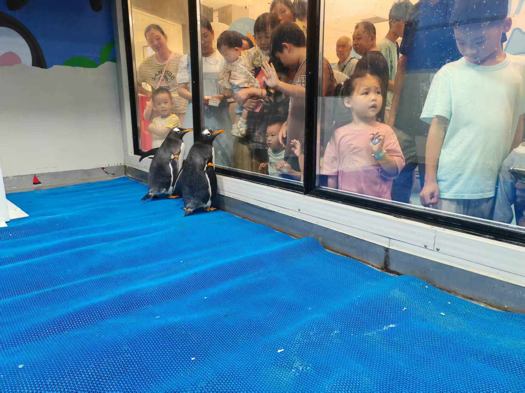 朝陽(yáng)建平帝企鵝 廠家價(jià)格合理