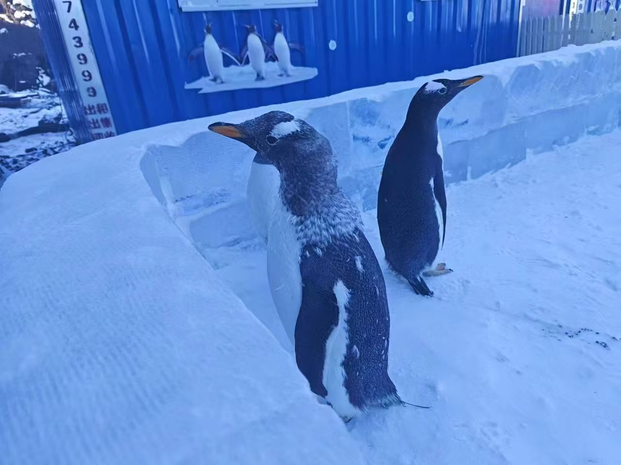 綿陽鹽亭巴布亞企鵝咨詢