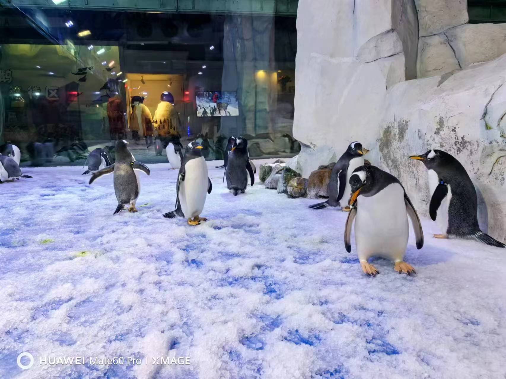 優(yōu)選:巴布亞企鵝企業(yè)