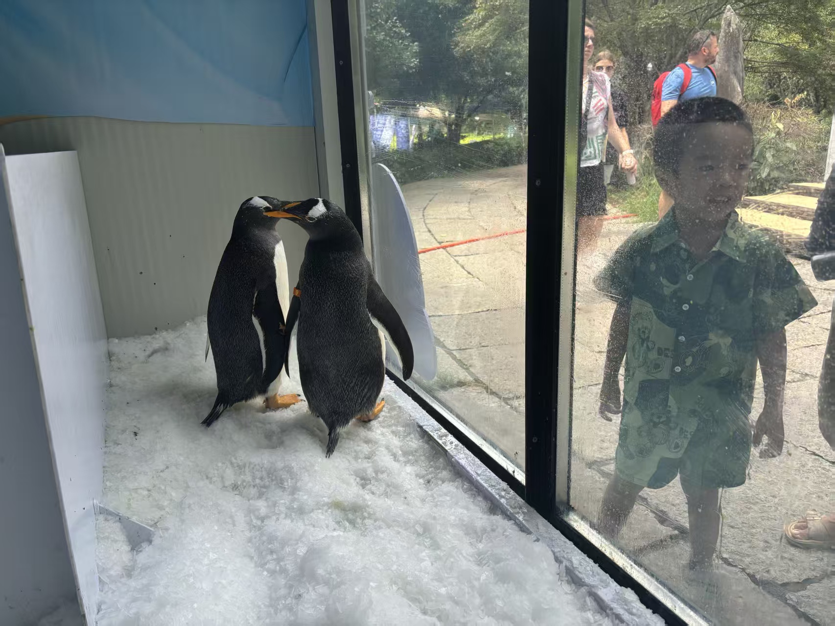 阿壩壤塘服務(wù)周到的企鵝展覽基地