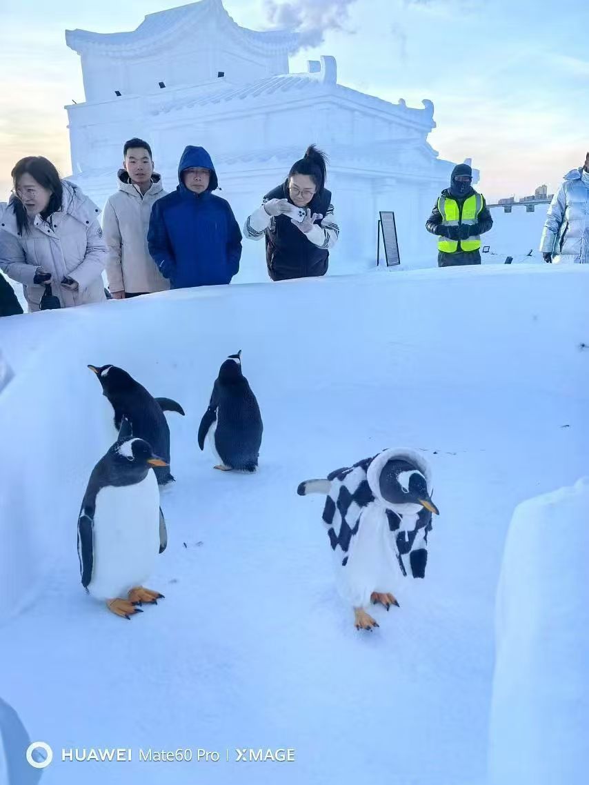 錦州古塔巴布亞企鵝好貨