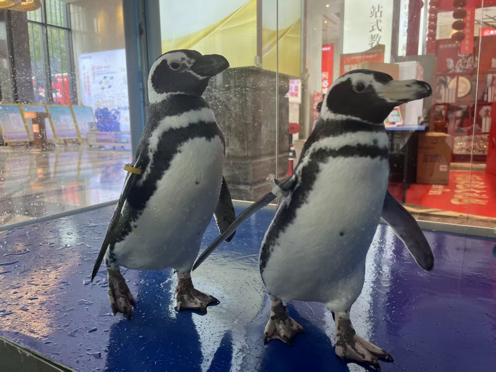 玉溪通海帝企鵝 多種規(guī)格任您選擇