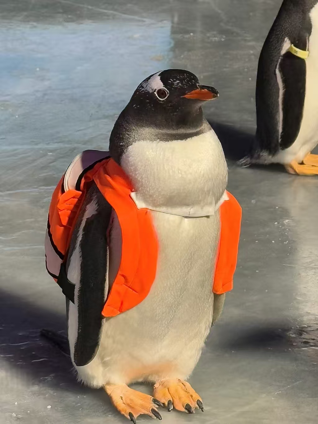 成都武侯巴布亞企鵝廠家服務(wù)完善