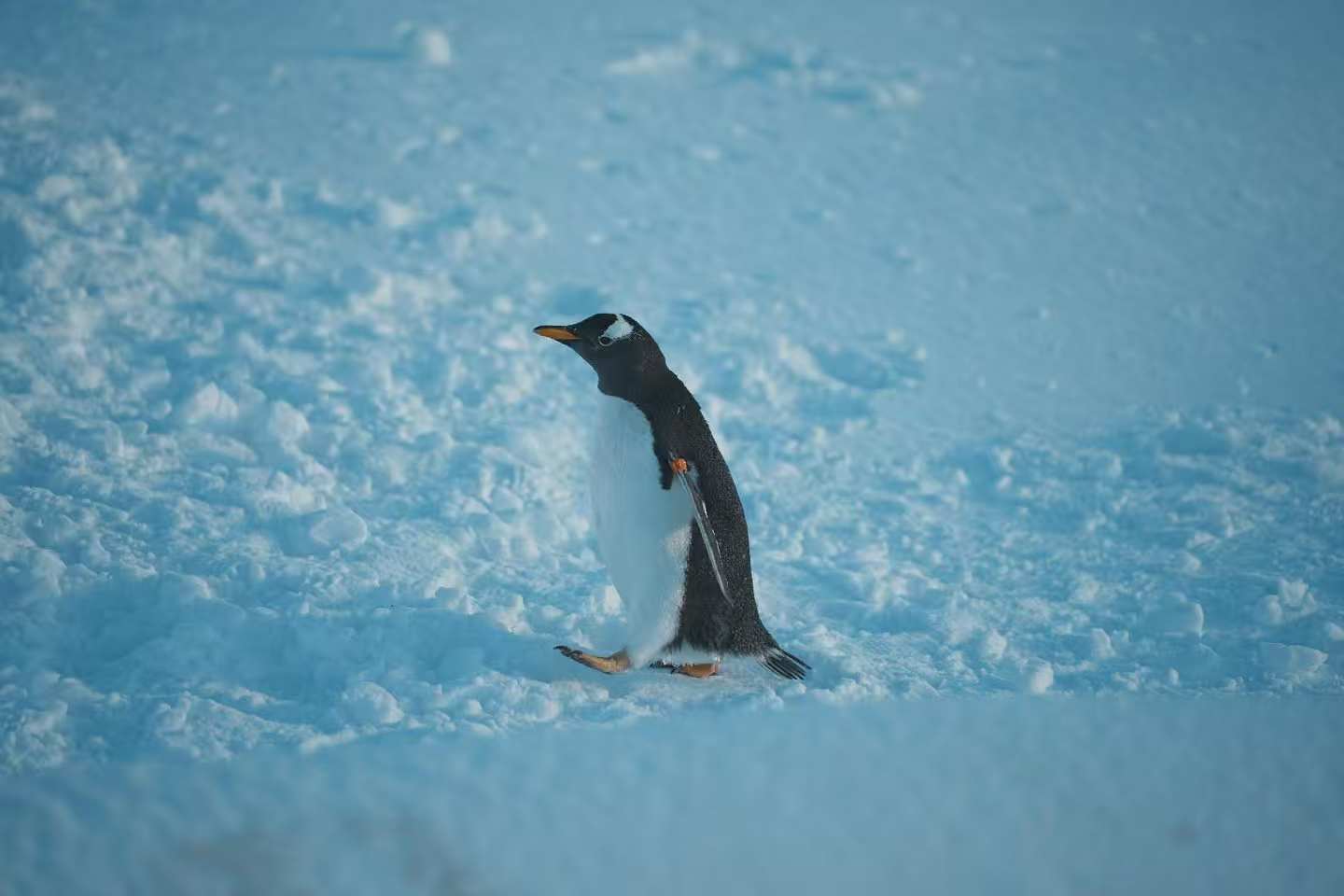 臨滄企鵝展覽企業(yè)-大廠直銷