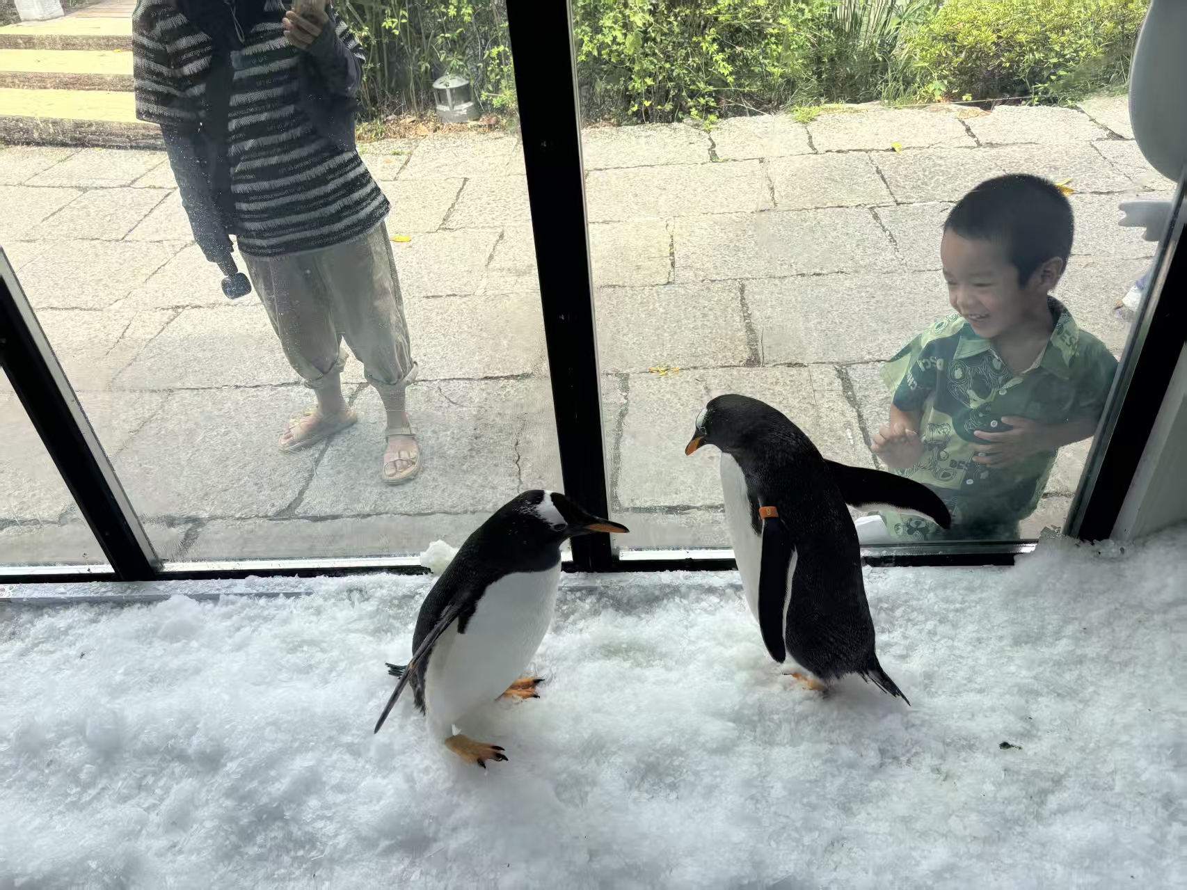 免費寄樣#天津南開企鵝出租#廠家