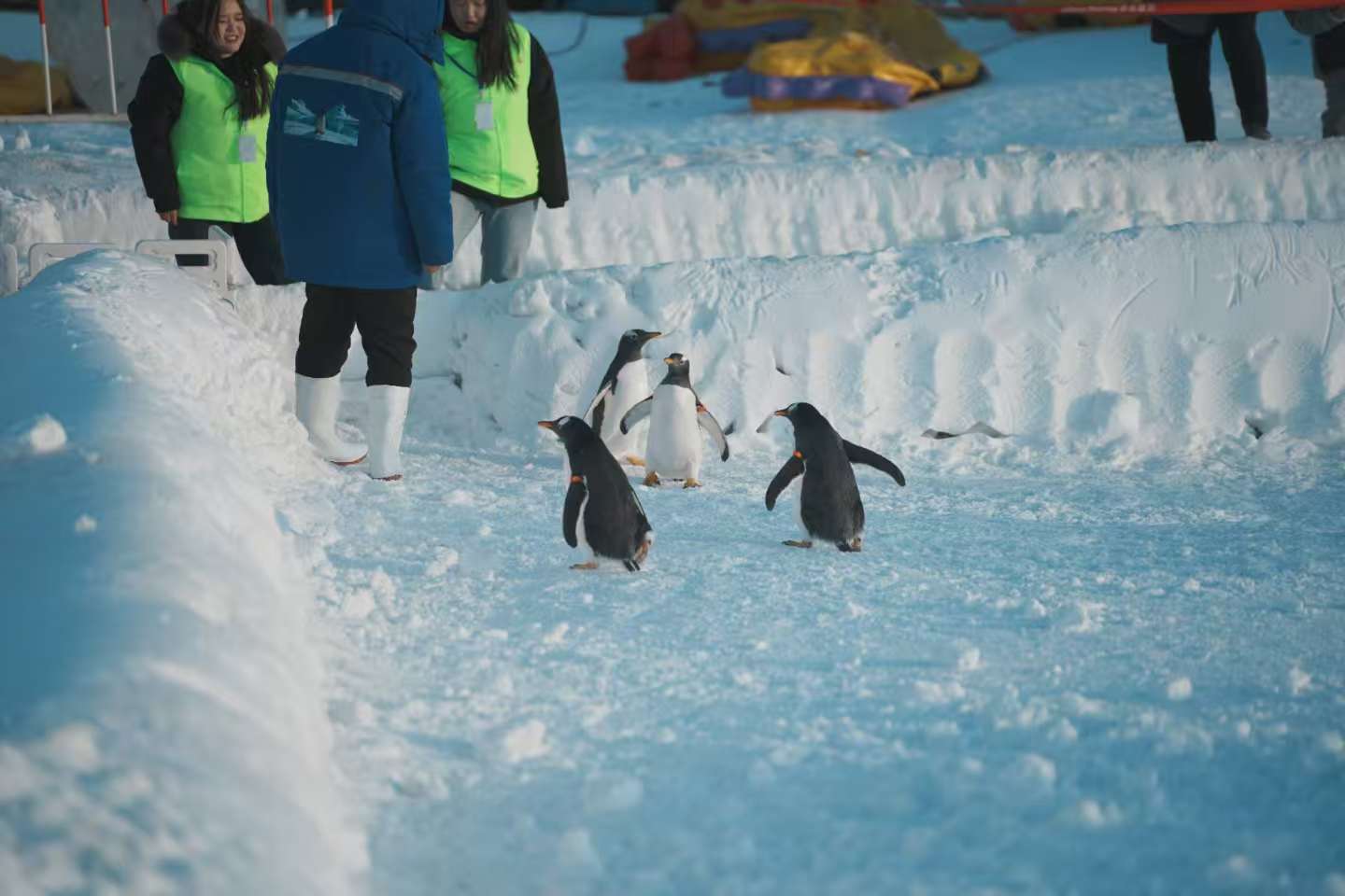 長治潞城正規(guī)企鵝展覽生產廠家