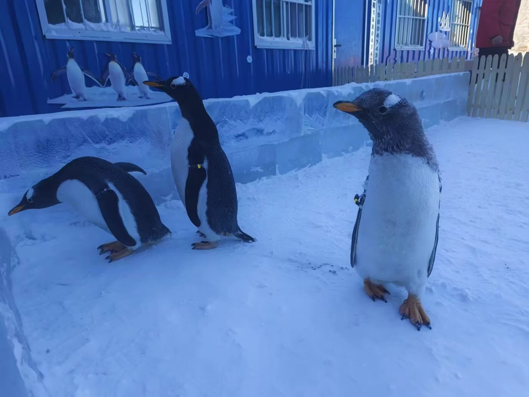 優(yōu)選：杭州下城企鵝出租生產廠家