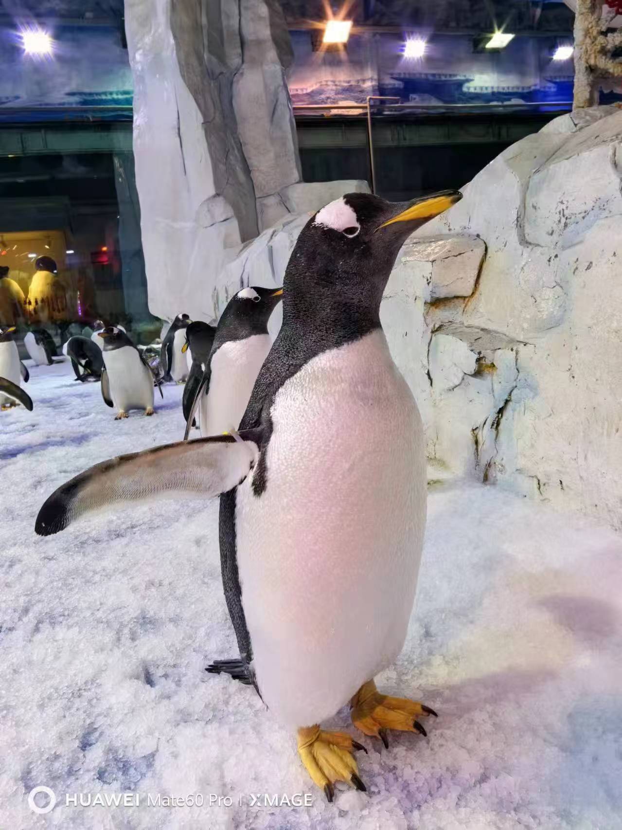 杭州下城帝企鵝 廠