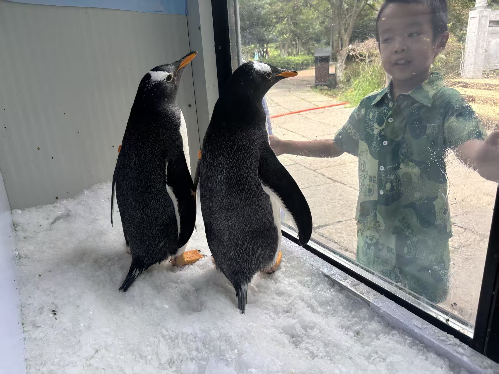 買呂梁柳林帝企鵝 必看-質量優(yōu)