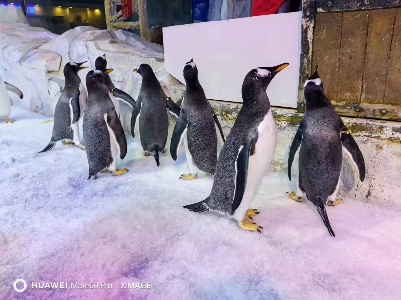 杭州蕭山企鵝展覽原廠定做