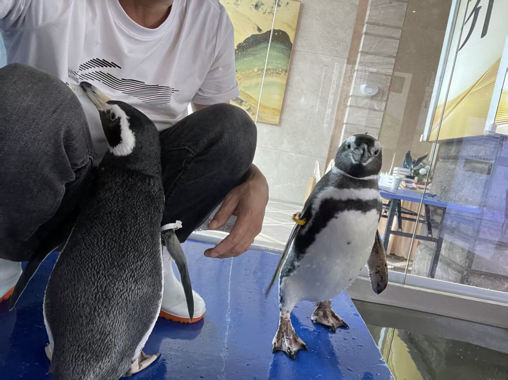 邢臺臨西企鵝展覽現(xiàn)貨批發(fā)價格