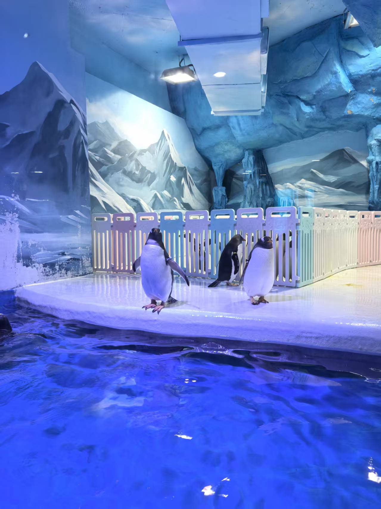 南陽(yáng)淅川帝企鵝 廠家批發(fā)