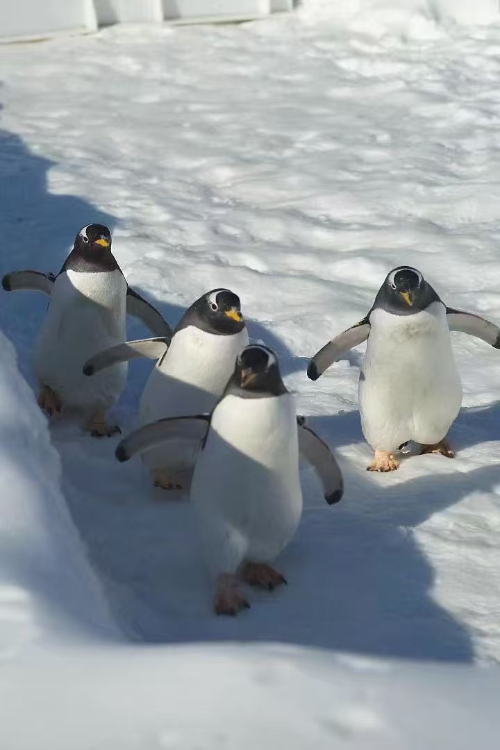 海口龍華質(zhì)量好的巴布亞企鵝廠家批發(fā)