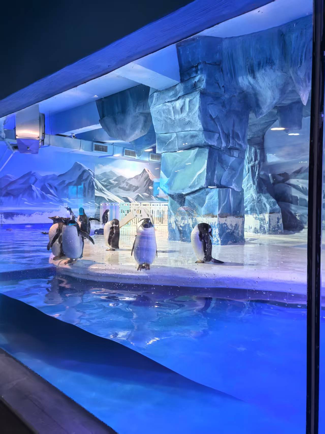 齊齊哈爾碾子山帝企鵝 質(zhì)量靠譜